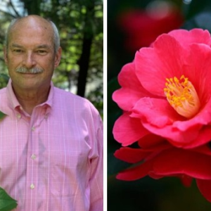 Camellias by Garden Historian Kirkland Moore